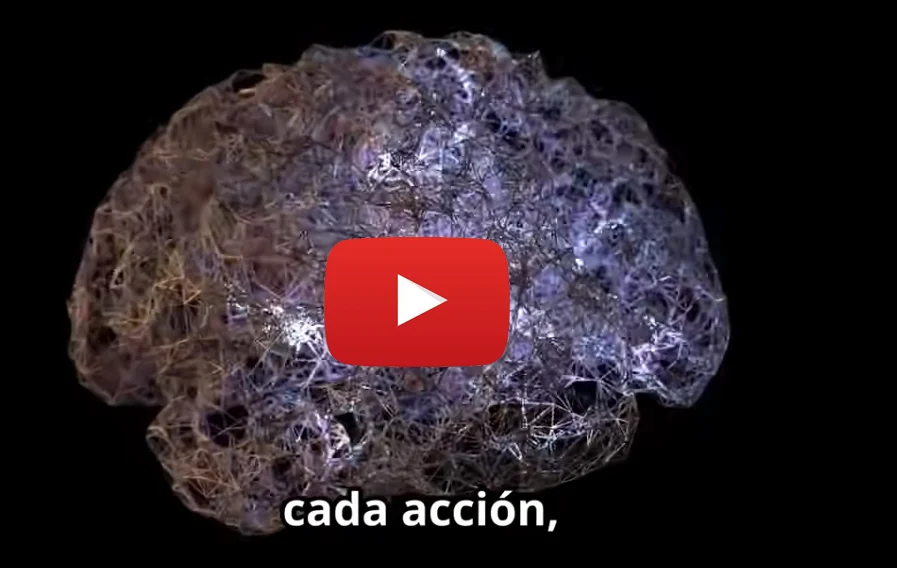 Neuroplasticidad del cerebro